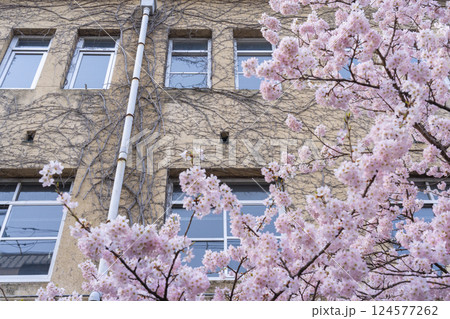 旧成徳中学校　早咲きの桜「春めき桜」 124577262