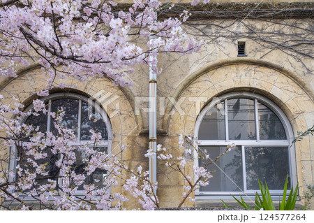 旧成徳中学校　早咲きの桜「春めき桜」 124577264