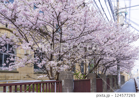 旧成徳中学校　早咲きの桜「春めき桜」 124577265