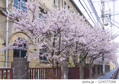 旧成徳中学校 早咲きの桜「春めき桜」 旧成徳中学校 早咲きの桜「春めき桜」 124577266