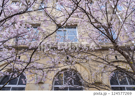 旧成徳中学校 早咲きの桜「春めき桜」 旧成徳中学校 早咲きの桜「春めき桜」 124577269