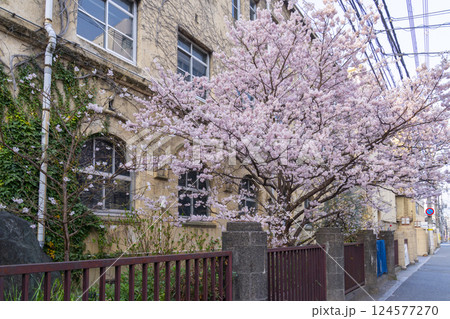 旧成徳中学校　早咲きの桜「春めき桜」 124577270