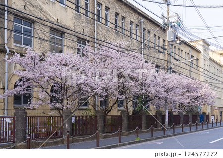 旧成徳中学校　早咲きの桜「春めき桜」 124577272