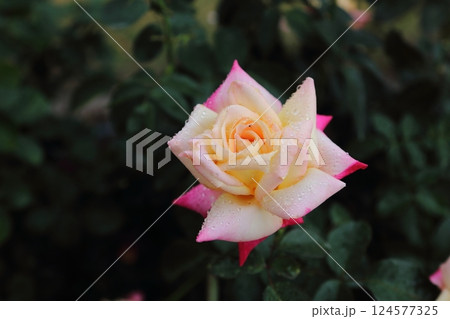 荒尾市 おもやい市民花壇 バラの花、 荒尾市 おもやい市民花壇 バラの花、 124577325
