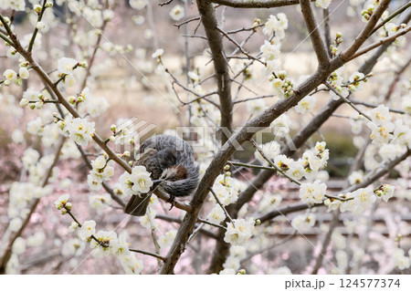 水戸偕楽園の梅の花とヒヨドリ 124577374