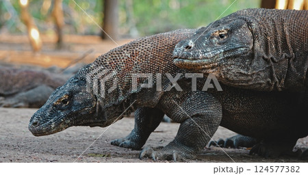 Two Komodo dragons or Varanus Komodoensis couple make mating games ritual, big male rubbing female showing its love. Wild animals natural habitat. Explore Indonesia, Rinca island national park Two Komodo dragons or Varanus Komodoensis couple make mating games ritual, big male rubbing female showing its love. Wild animals natural habitat. Explore Indonesia, Rinca island national park 124577382