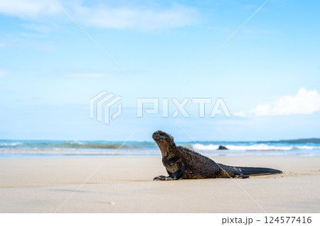 Marine iguana on the sandy shores of Isabela Island, Galapagos Archipelago, Ecuador 124577416