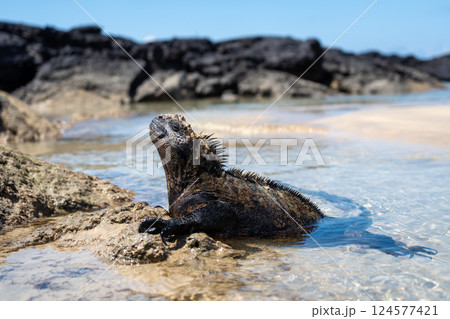Marine iguana on rocks at Puerto Villamil beach, Galapagos, Ecuador 124577421