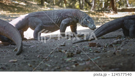 Komodo dragons walking across the ground in Komodo national park, a renowned tourist destination in Indonesia, Rinca island, showcase the region's extraordinary wildlife and rich biodiversity 124577540