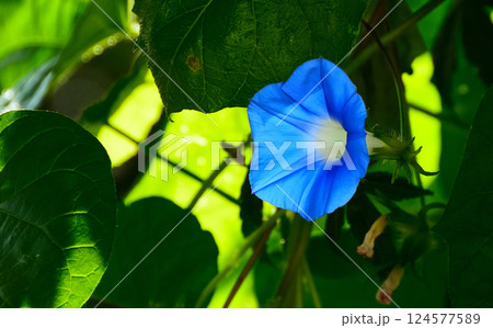 可憐な朝顔の花 124577589