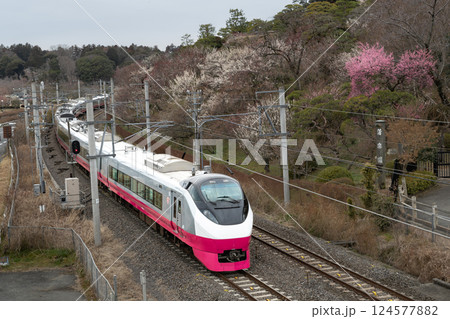 水戸偕楽園の梅の花と常磐線特急列車 124577882