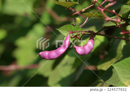 Closeup Hyacinth bean on the vine Closeup Hyacinth bean on the vine 124577932