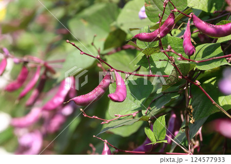 Hyacinth bean pod on the vine Hyacinth bean pod on the vine 124577933