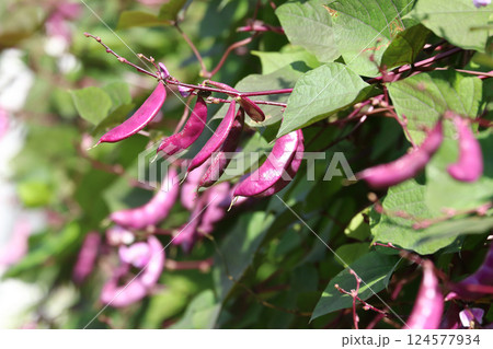 Bunch of Hyacinth bean pod on the vine Bunch of Hyacinth bean pod on the vine 124577934