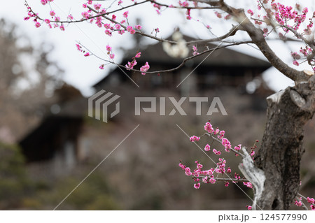 水戸偕楽園の梅の花と好文亭 124577990
