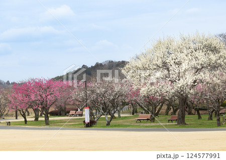 水戸偕楽園の梅の花 124577991