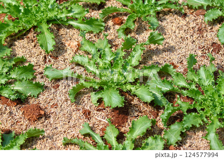 Endive growing on the garden bed 124577994