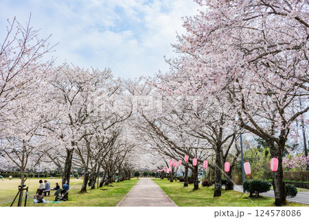 桜並木が美しい春の忠元公園 桜並木が美しい春の忠元公園 124578086