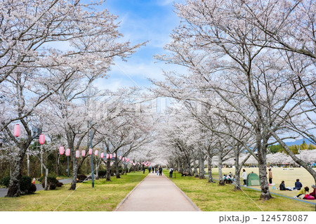 桜並木が美しい春の忠元公園 桜並木が美しい春の忠元公園 124578087