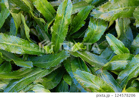 Culantro leaves background 124578206