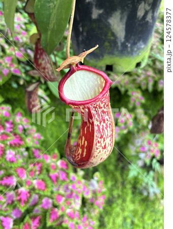 食虫植物 ウツボカズラ 食虫植物 ウツボカズラ 124578377