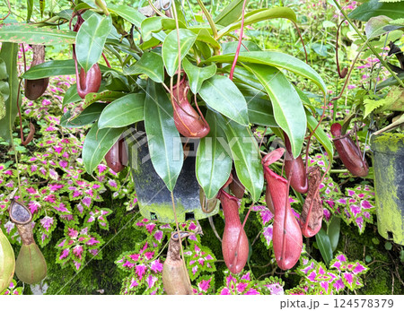 食虫植物 ウツボカズラ 124578379