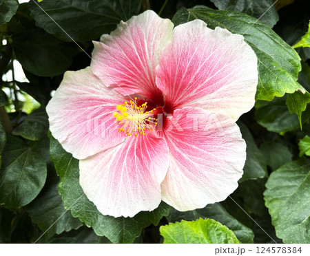 ピンク色のハイビスカスの花 124578384