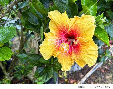 黄色のハイビスカスの花 黄色のハイビスカスの花 124578385