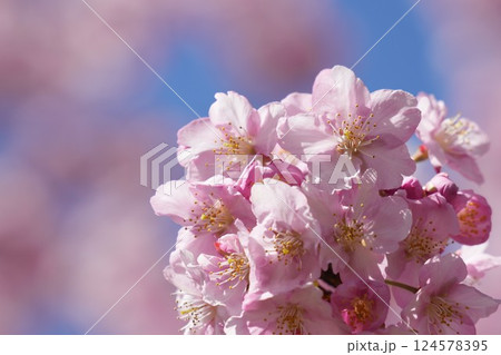 春の訪れを告げる河津桜 124578395