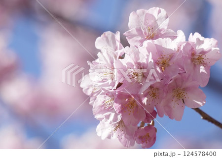 春の訪れを告げる河津桜 青空 春の訪れを告げる河津桜 青空 124578400