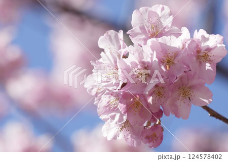 春の訪れを告げる河津桜　青空 124578402