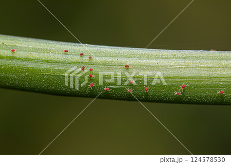Red spider mite on crop branch 124578530