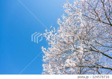春空と桜の木風景「天然記念物　樹齢300年以上を誇るしだれ桜がある浄専寺」宮崎県西臼杵郡五ヶ瀬町 124578710