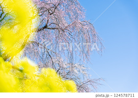 春空を背景にしだれ桜 浄専寺 「天然記念物 樹齢300年以上を誇るしだれ桜」宮崎県西臼杵郡五ヶ瀬町 春空を背景にしだれ桜 浄専寺 「天然記念物 樹齢300年以上を誇るしだれ桜」宮崎県西臼杵郡五ヶ瀬町 124578711