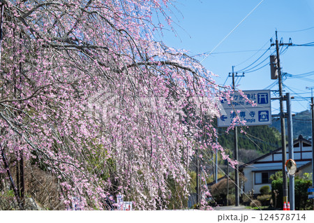 山門前　案内標識と桜　浄専寺 「天然記念物　樹齢300年以上を誇るしだれ桜」宮崎県西臼杵郡五ヶ瀬町 124578714