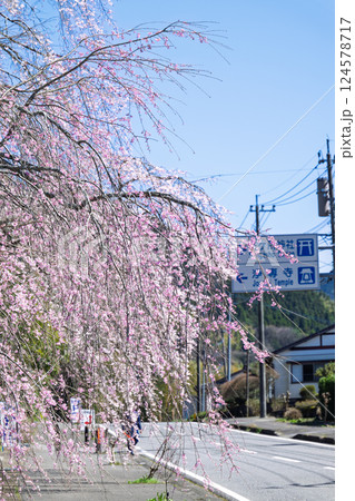 山門前　案内標識と桜　浄専寺 「天然記念物　樹齢300年以上を誇るしだれ桜」宮崎県西臼杵郡五ヶ瀬町 124578717
