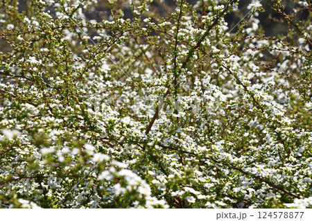 ユキヤナギ(雪柳) ユキヤナギ(雪柳) 124578877