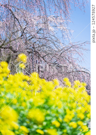 菜の花としだれ桜　浄専寺 「天然記念物　樹齢300年以上を誇るしだれ桜」宮崎県西臼杵郡五ヶ瀬町 124578927