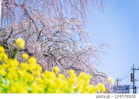菜の花としだれ桜　浄専寺 「天然記念物　樹齢300年以上を誇るしだれ桜」宮崎県西臼杵郡五ヶ瀬町 124578928
