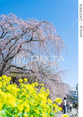 菜の花としだれ桜 浄専寺 「天然記念物 樹齢300年以上を誇るしだれ桜」宮崎県西臼杵郡五ヶ瀬町 菜の花としだれ桜 浄専寺 「天然記念物 樹齢300年以上を誇るしだれ桜」宮崎県西臼杵郡五ヶ瀬町 124578929