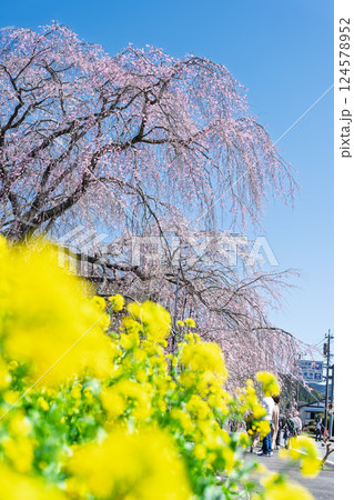 菜の花としだれ桜 浄専寺 「天然記念物 樹齢300年以上を誇るしだれ桜」宮崎県西臼杵郡五ヶ瀬町 菜の花としだれ桜 浄専寺 「天然記念物 樹齢300年以上を誇るしだれ桜」宮崎県西臼杵郡五ヶ瀬町 124578952