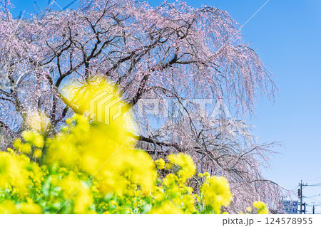 菜の花としだれ桜　浄専寺 「天然記念物　樹齢300年以上を誇るしだれ桜」宮崎県西臼杵郡五ヶ瀬町 124578955