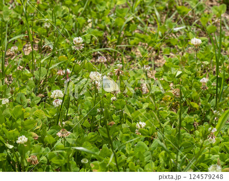 白詰草の花とモンシロチョウ 白詰草の花とモンシロチョウ 124579248