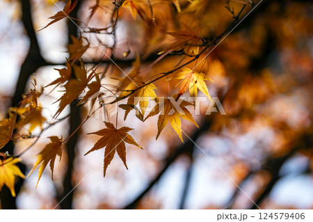 紅葉のイメージ 紅葉のイメージ 124579406