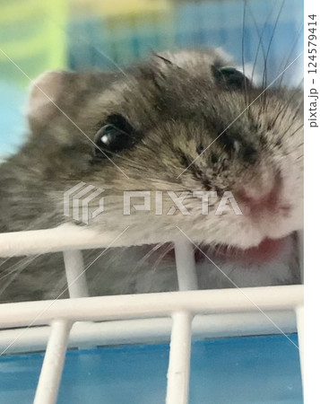 ゲージをかじるハムスター 124579414