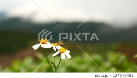 White Pastel flower floral soft nature blossom blurred background. White flowers romance botanical bloom spring season. Soft sunlight petals plant in beautiful garden. Romantic Backdrop template 124579482