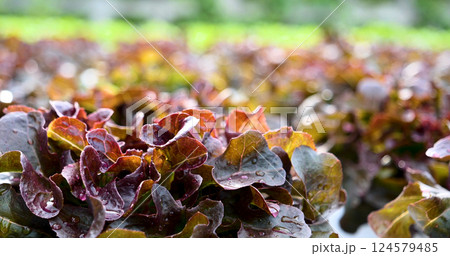 Salad farm vegetable red oak lettuce. Close up fresh organic hydroponic vegetable plantation produce red green salad hydroponic cultivate farm. Red oak lettuce salad in green Organic plantation Farm. Salad farm vegetable red oak lettuce. Close up fresh organic hydroponic vegetable plantation produce red green salad hydroponic cultivate farm. Red oak lettuce salad in green Organic plantation Farm. 124579485
