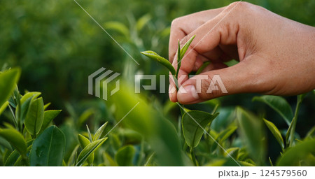 Woman Hand holding harvest plucking black green tea herbal agriculture. Woman work Black Tea farm harvest. hand plucking green tea tree picking bud young tender camellia sinensis leaves organic farm 124579560