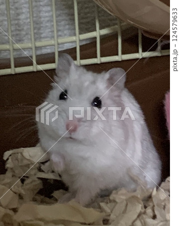 ジャンガリアンハムスターパールホワイト 124579633