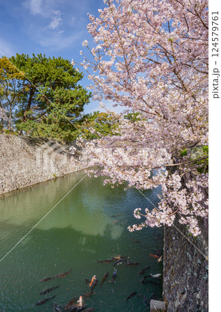 【静岡県】駿府城公園　お堀の桜 124579761